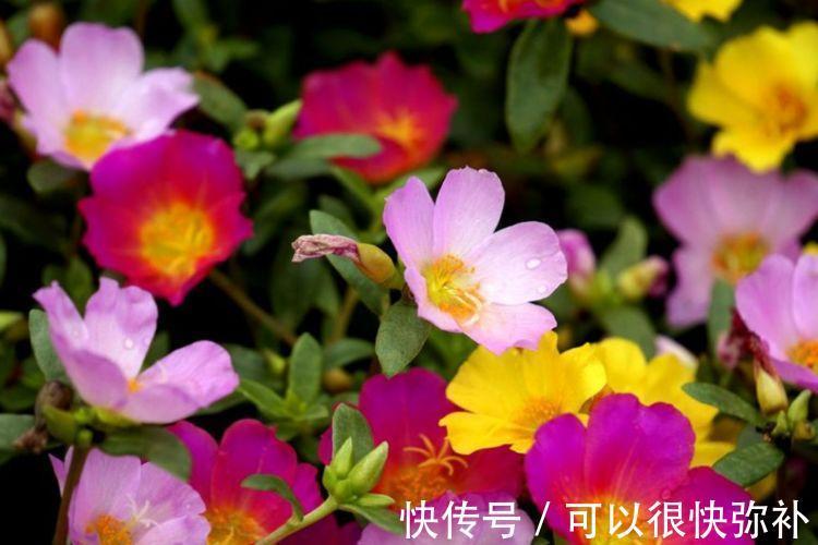 比香水还好闻的4种花,家里养一盆,满屋飘香,四季繁花似锦,美