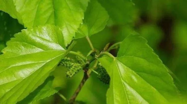 糖尿病的“冤家”找到了,平时尽量多吃4种食物,血糖或慢慢下降