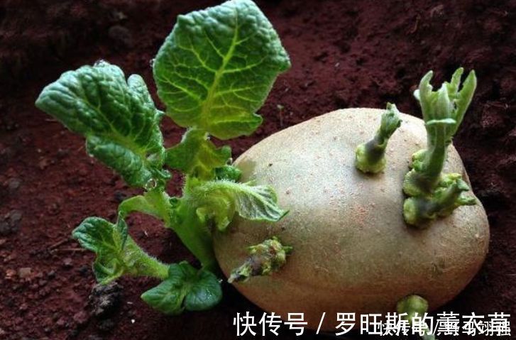 家人|发芽后的土豆到底还能吃吗?可能你一直存在误解,快点让家人知道