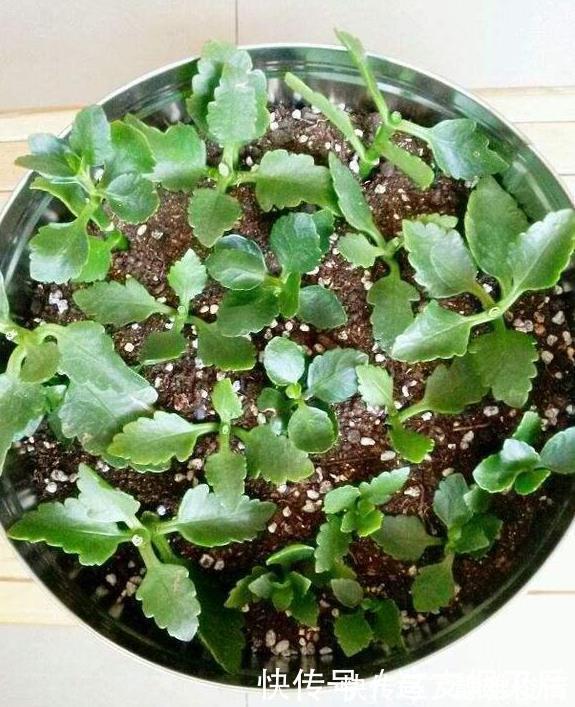 现在扦插此4种花,一周就长芽生根,一棵变多棵,成养花大户了