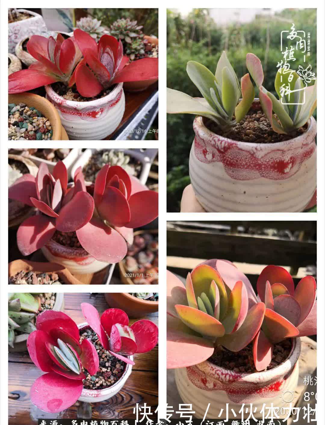 懵懵懂懂入肉坑，跌跌撞撞养多肉