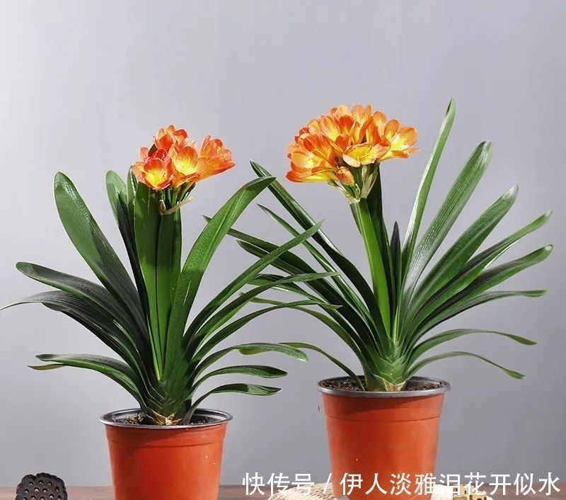 给君子兰换盆，3个错误不能犯，要不然伤根又黄叶