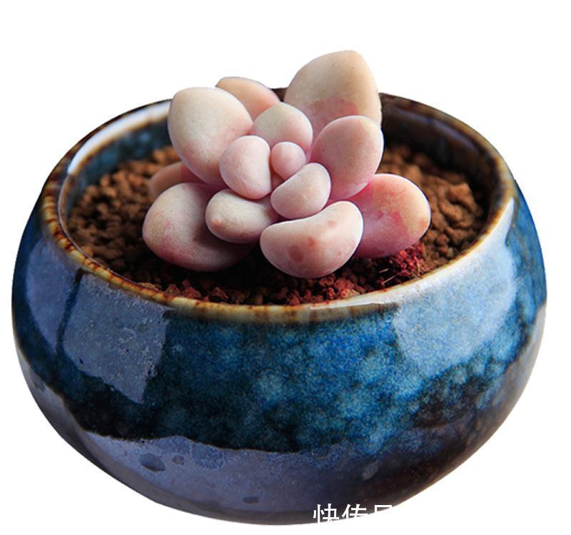 小身材作用大，花盆里少了它，多肉干透浇透也黑腐