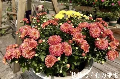 养花就用好花肥，2种宝贝，路边捡点，不花一分钱，养啥都旺盛！