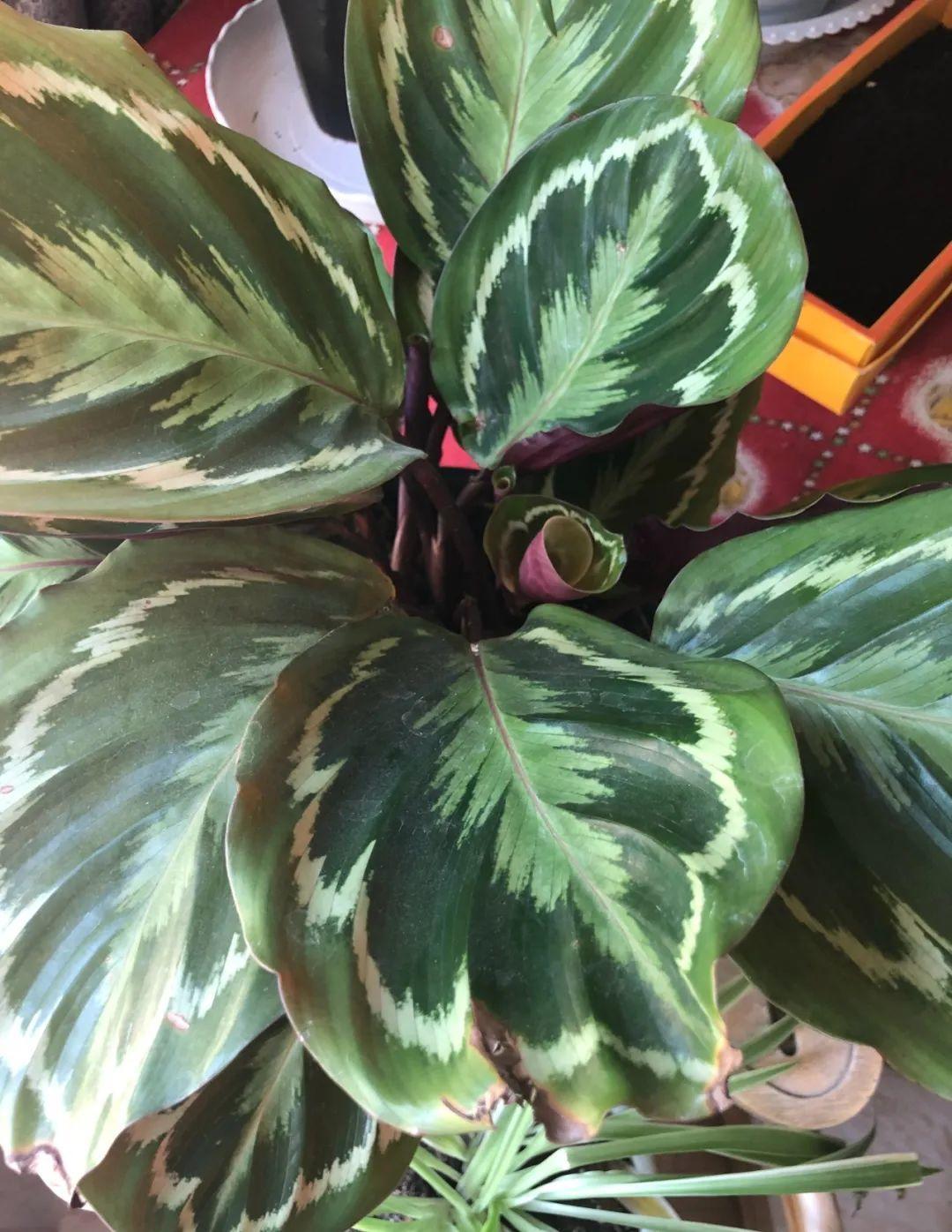 干枯|10种花特怕晒,越晒越黄叶,搬阴凉地儿才能活!