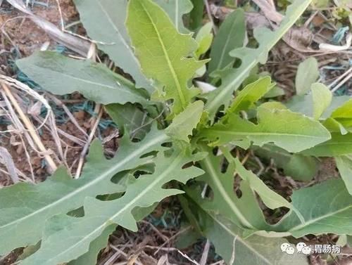 蒲公英——献身喜作医人药，无意芳名遍万家