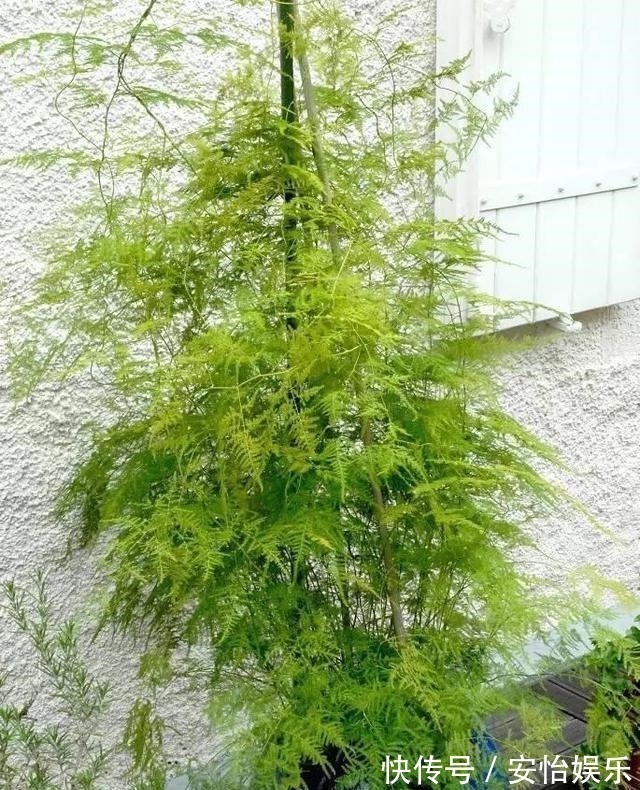 对门邻居家的“文竹”养成精了，整个屋子都爬满了，养花真技术