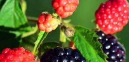 爱美女性多吃3种食物，营养丰富、滋润肌肤，好处多多！