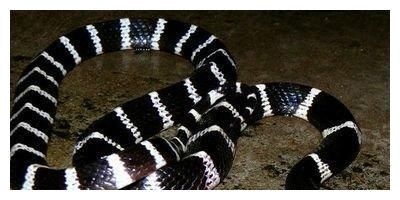 4类蛇的决战，所有蛇战无出其右，让您快速看懂！