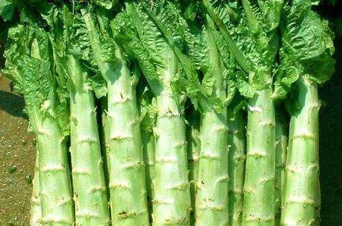 莴苣性|立秋后莴笋和此物同食,有病也是自找的,却有很多人不清楚!