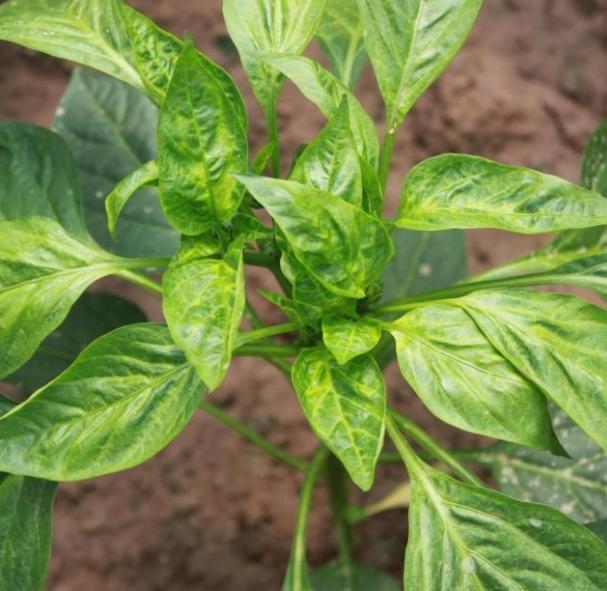 人们只吃它的果实，殊不知叶子也是宝，含钙量很高，不懂可惜了