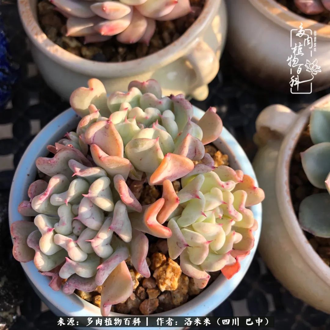 时间是多肉最好的滤镜！附个人养护经验！