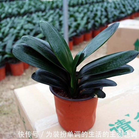 养君子兰重点在于浇水，掌握好它的习性，叶绿花红花期长