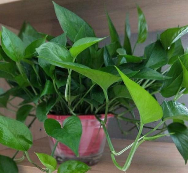 叶片|这几样花草植物，没有光也能正常长叶开花