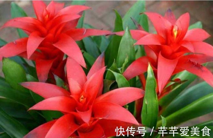 适合庭院养护的花卉,花姿妖娆,花开香飘溢满屋,一年四季都赏花