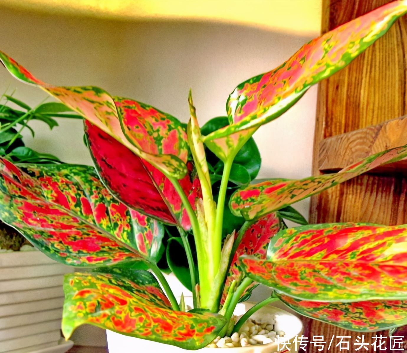 都说冬天要“少浇水”,家里有“4种花”要勤浇水,预防黄叶