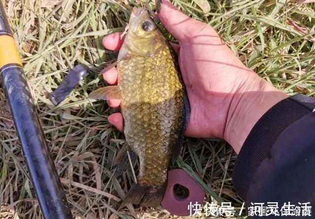 饵料|冬钓鲫鱼用多粗的线:0.8子线和0.4子线有何区别?