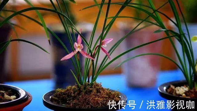 养花|养花养得好,家里磷酸二氢钾不能少,但是“乱用”也不行!