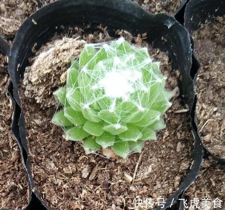 佛手|最好养的多肉名单公布，肥美又鲜艳，其中蛛丝卷绢像一张蜘蛛网