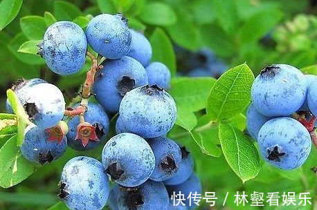 视力|女性养生 ,常吃四种食物,呵护视力,延缓衰老,保护心血管