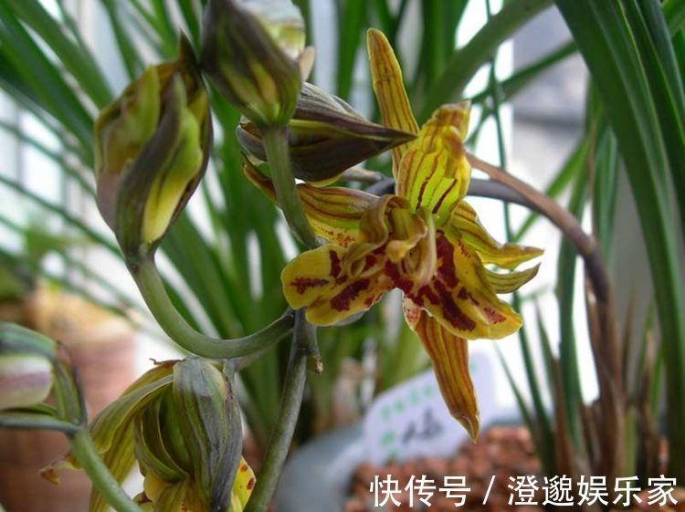 喜欢菊花,不如养盆“牡丹名品”紫二乔,一花开两色,绚丽多姿!