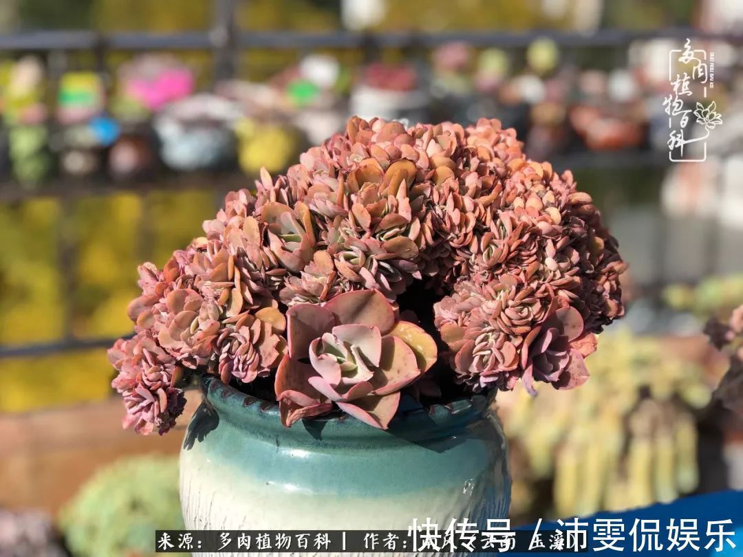 深秋里,种多肉、赏多肉、会肉友,马不停蹄快乐多!