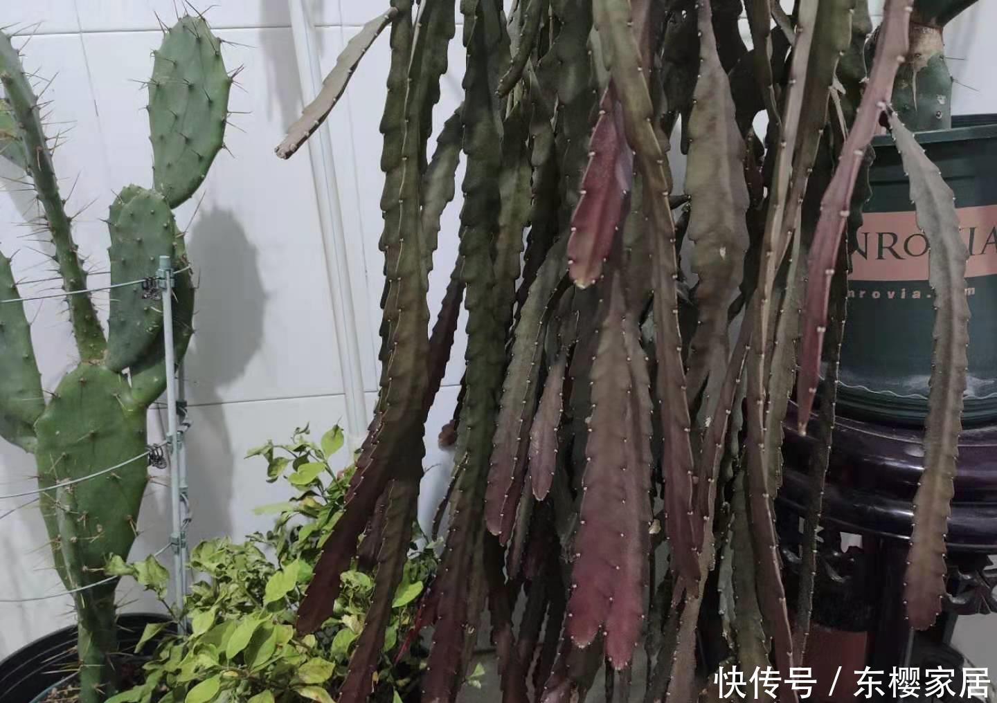  荷花|特殊“仙人掌”，冬天“憋花芽”，顶着白毛毛，开满“大荷花”