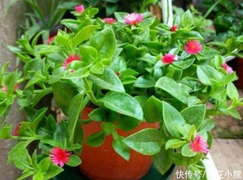 珍珠吊兰|4种花都叫吊兰,形态各不相同,你喜欢养哪一种呢?