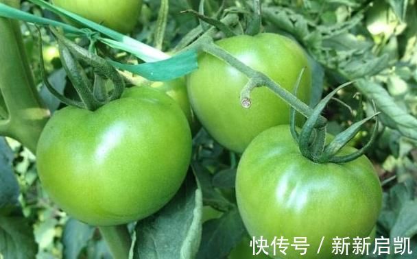 干黑木耳|经常告诉我们要多吃蔬菜,但忘了提醒,四种常见蔬菜是不能吃!