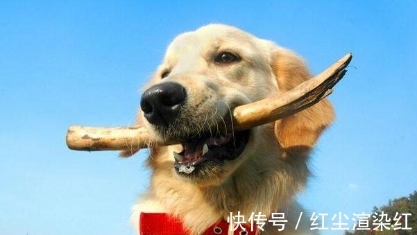 狗女|狗狗狗狗，一辈子光明磊落，勇于接受挑战！