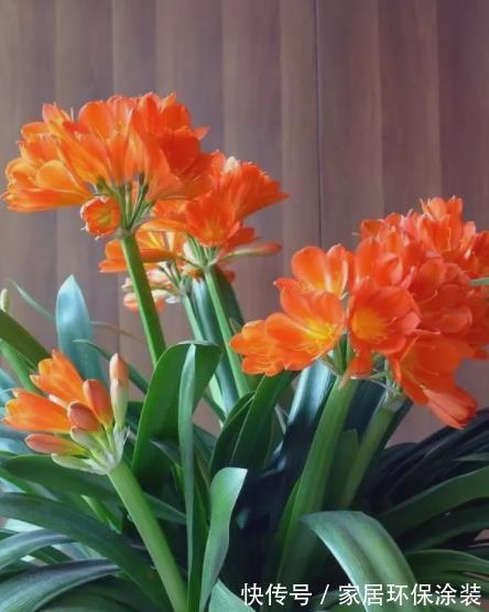 养护|秋天养君子兰,15天浇一次“神仙水”,新叶新芽猛长,轻松开满盆