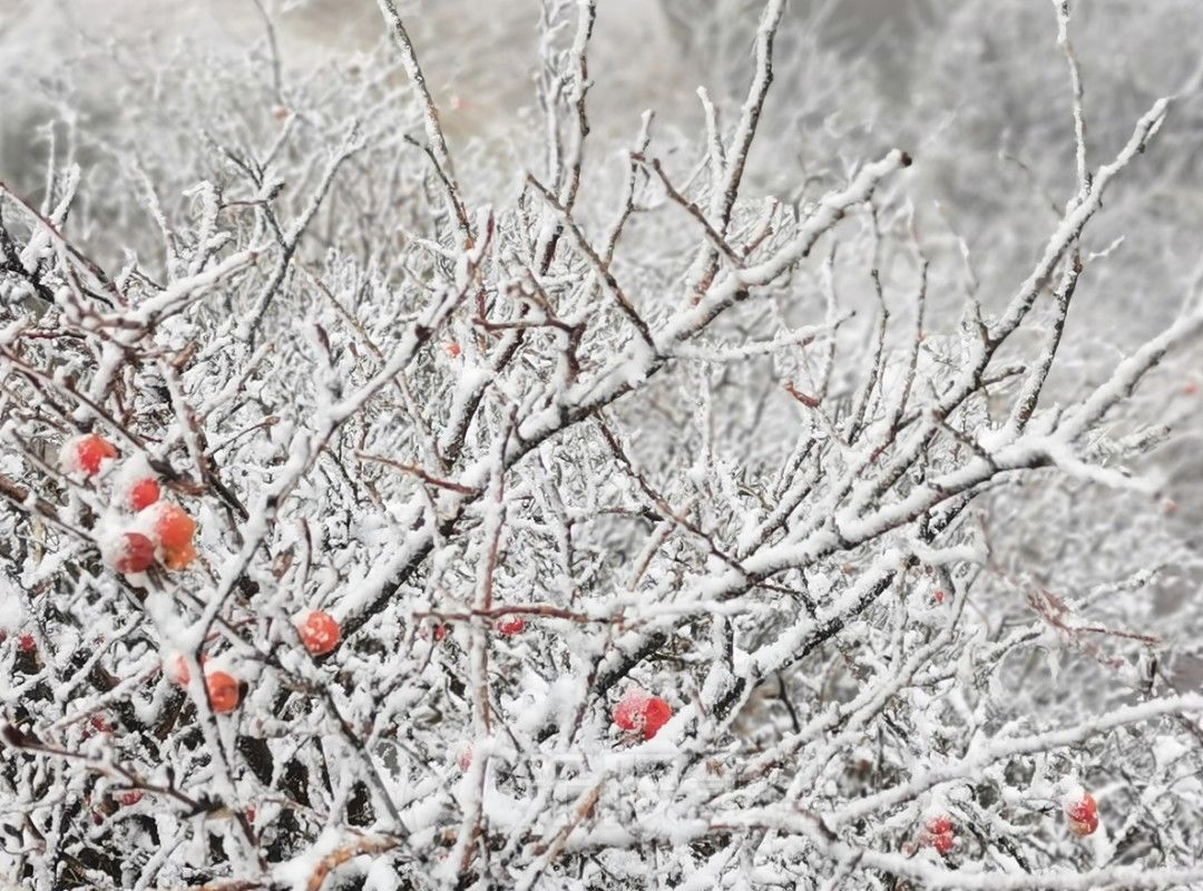 新闻记者|浙江多地下雪！一地积雪厚度达3公分……