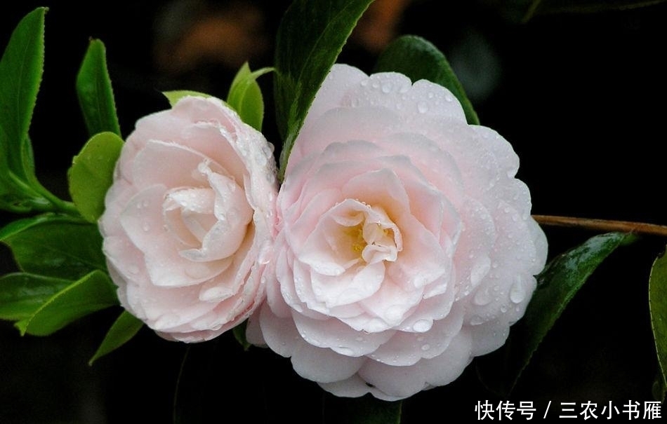 茶花经常开不起来就谢了, 花农告诉你注意什么