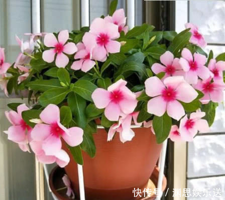 白粉病|''大蒜''养花有奇效盆里放一点，不再烂根、生虫，叶子油绿花朵艳