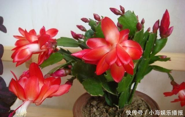 老花匠这样养蟹爪兰,“1种汁液”兑水浇,7天1次,新芽蹭蹭冒