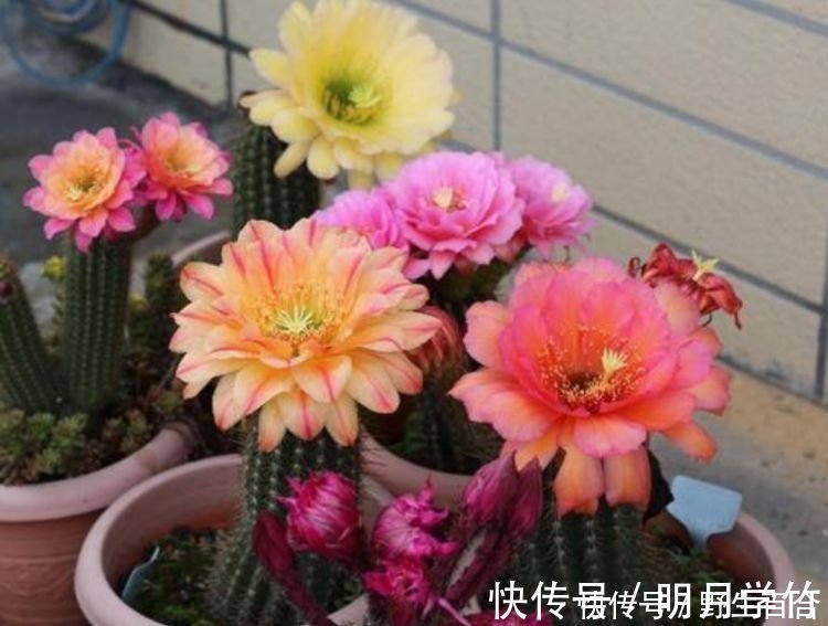 茉莉花|阳台养这几朵花，花开不断，花色艳丽，花开枝繁叶茂，美
