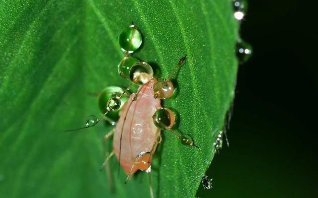 帝王|古代帝王喝的“甘露”为何物?真相让人想吐