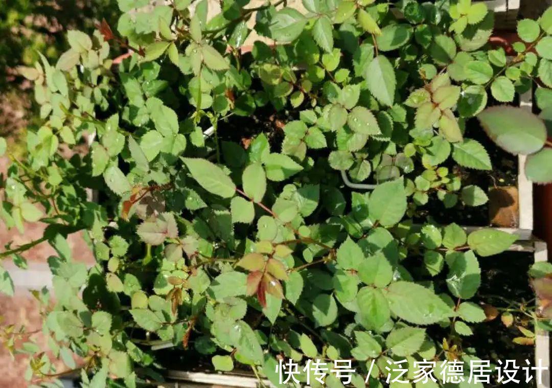 绣球|6种花“苏醒”了,多浇水、要施肥,下个月就开花