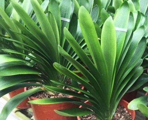 5种耐阴花，最怕太阳晒，夏天来临之前要转移