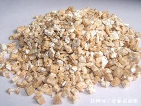 君子兰|君子兰、兰花拿2种“石头”养,不烂根不黄叶,根壮叶绿、开花多