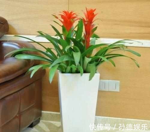 细数那些超耐阴的花,光照少长满屋,懒人大爱