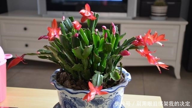 养好蟹爪兰,就看4月份,现在施肥换好盆,秋天睡醒就能赏花!