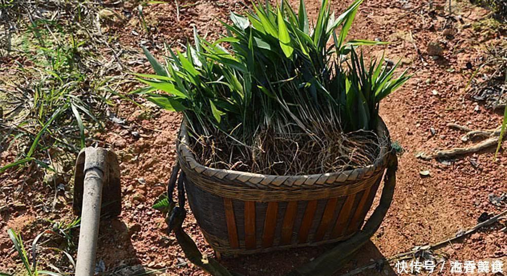 山里一种似竹叶的野草,过去常用来喂鸡,如今15元一斤成稀罕货