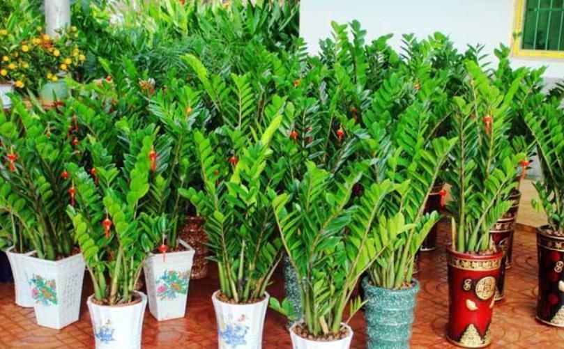 客厅养花“条条是框,处处是坑”2种镇宅树,客厅再小也要养