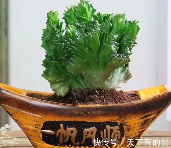 添子|3种丑的难入眼的花,养在家里能镇宅吉祥