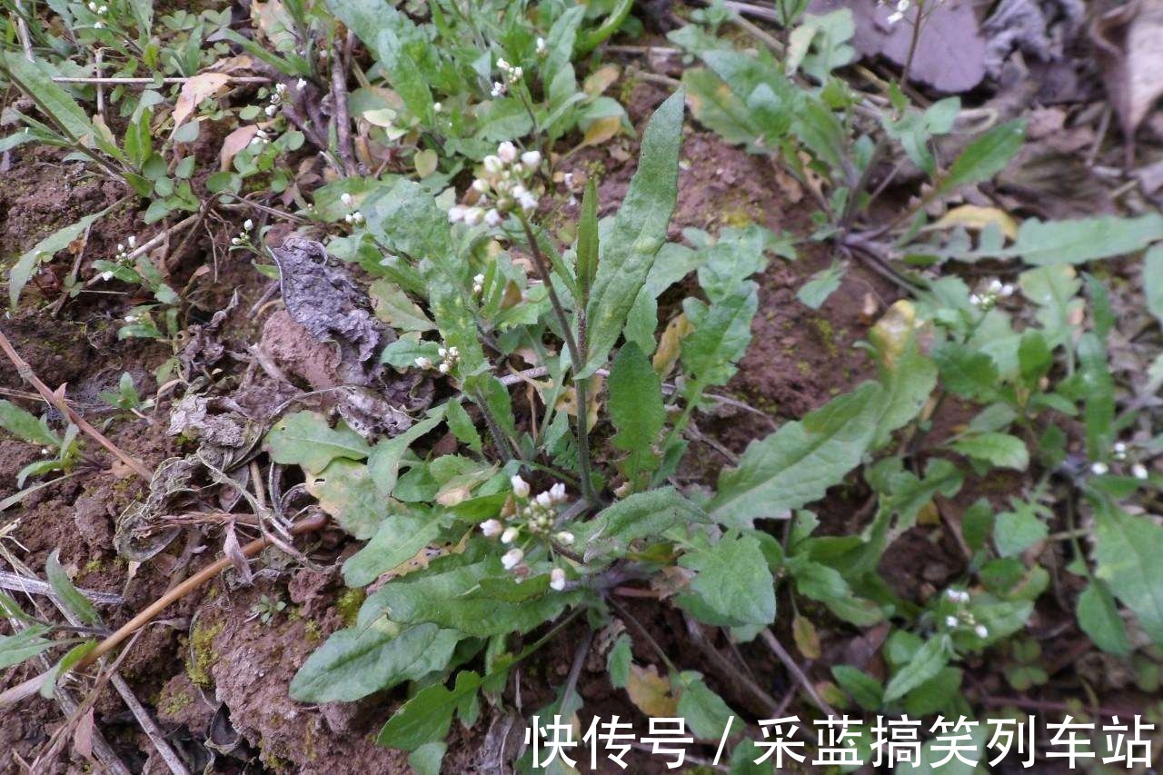 野花野草|乡下一珍贵野草，原本当是猪菜，研究古人用法后，取名“小人参”