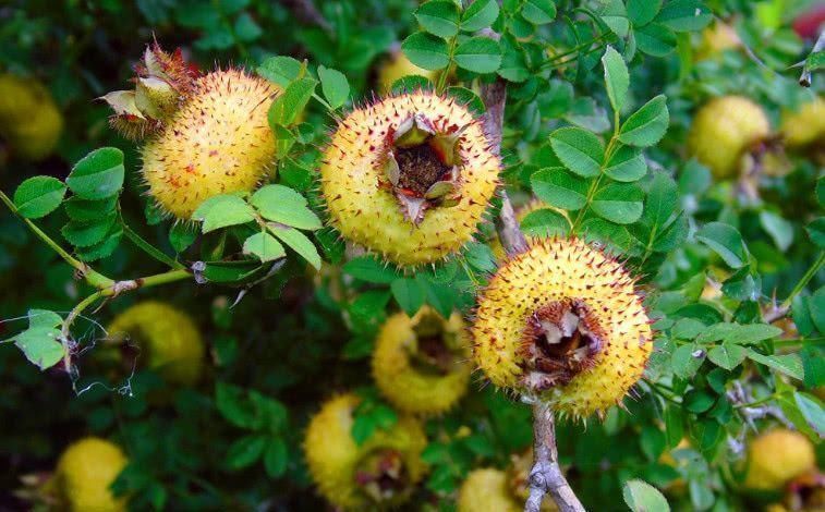 女人|女人不想老太快, 多吃这几种食物, 补充雌激素, 年轻又美丽
