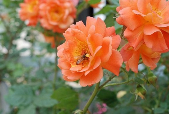 想轻松爆盆就养这款花，花开满园，颜色艳丽，满满都是香味，完美