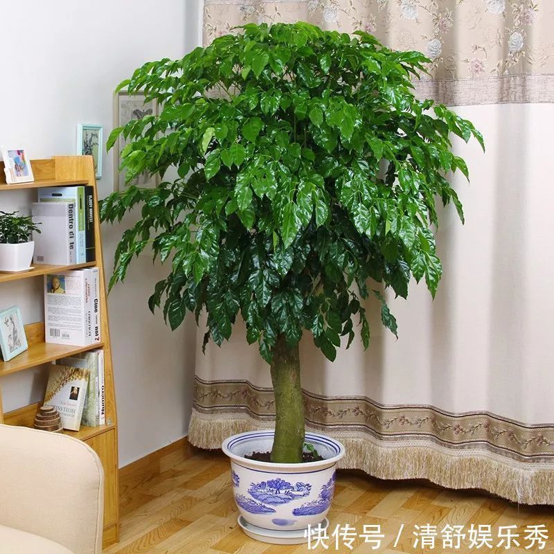 复合肥|5种“吉祥花”适合养客厅,听名字就很欢喜,心情好事事顺