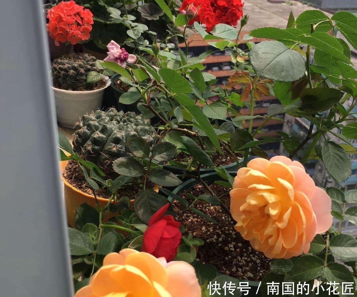 爆盆|把果汁阳台从小苗养到爆盆，只要两招，不仅花多颜色也美